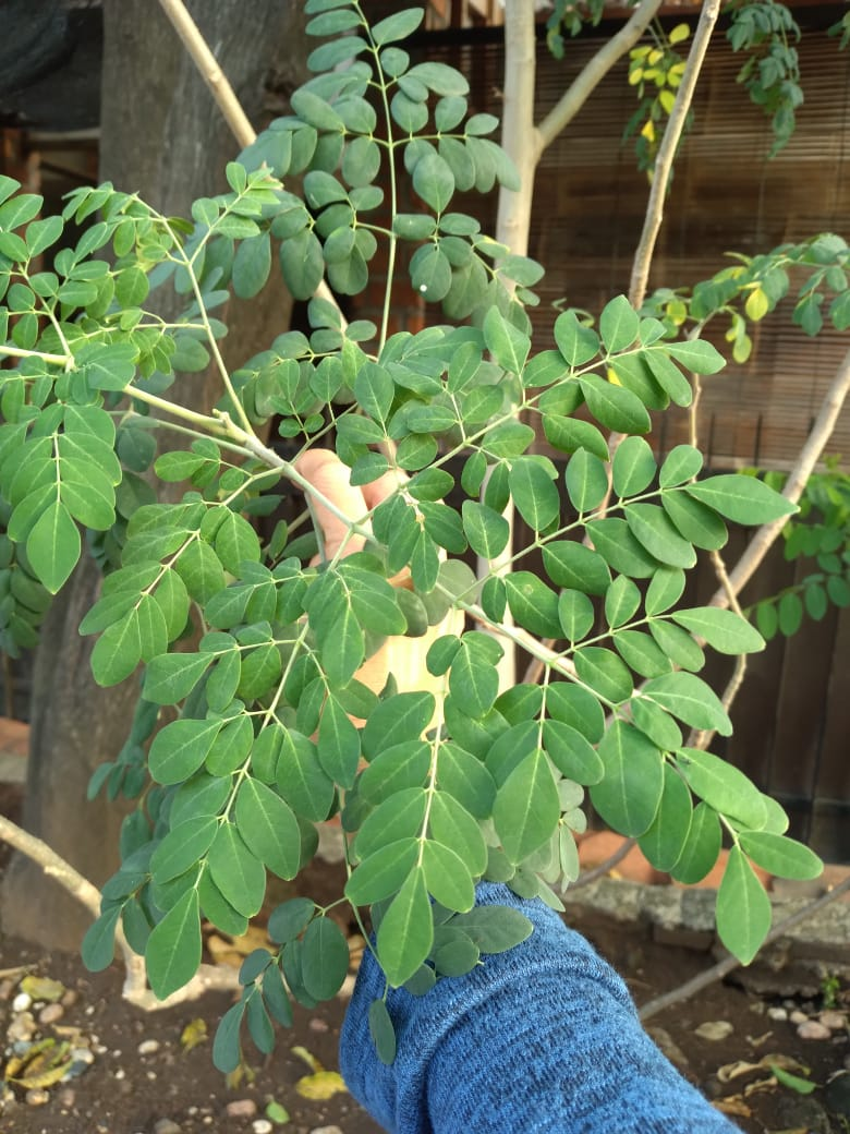 Moringa Leaf Powder (Moringa Leaf Powder)